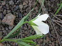 Hibiscus articulatus calyx-t.JPG